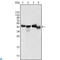 Apolipoprotein A4 antibody, LS-C812391, Lifespan Biosciences, Western Blot image 