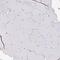 Timeless Circadian Regulator antibody, PA5-63886, Invitrogen Antibodies, Immunohistochemistry frozen image 