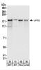 UPF2 Regulator Of Nonsense Mediated MRNA Decay antibody, NBP2-22281, Novus Biologicals, Western Blot image 