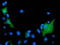 ADP Ribosylation Factor GTPase Activating Protein 1 antibody, LS-C172785, Lifespan Biosciences, Immunofluorescence image 
