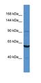 Cysteinyl-TRNA Synthetase antibody, orb330103, Biorbyt, Western Blot image 