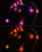 Ubiquitin C-Terminal Hydrolase L1 antibody, GTX32782, GeneTex, Immunocytochemistry image 
