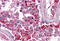 Baculoviral IAP Repeat Containing 3 antibody, MBS247845, MyBioSource, Immunohistochemistry frozen image 