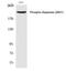 Extra Spindle Pole Bodies Like 1, Separase antibody, PA5-40279, Invitrogen Antibodies, Western Blot image 