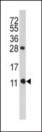 Peptidyl-prolyl cis-trans isomerase FKBP1B antibody, PA5-72519, Invitrogen Antibodies, Western Blot image 