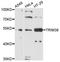 Tripartite Motif Containing 38 antibody, LS-C332197, Lifespan Biosciences, Western Blot image 