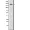 Tenascin C antibody, abx219024, Abbexa, Western Blot image 