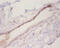 C-C Motif Chemokine Ligand 2 antibody, A52218-100, Epigentek, Immunohistochemistry paraffin image 