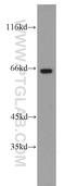 Cryptochrome Circadian Regulator 2 antibody, 13997-1-AP, Proteintech Group, Western Blot image 