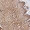 Tripartite Motif Containing 43 antibody, PA5-60113, Invitrogen Antibodies, Immunohistochemistry paraffin image 