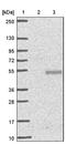 Heparan sulfate 2-O-sulfotransferase 1 antibody, NBP1-91983, Novus Biologicals, Western Blot image 