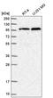 Transportin 3 antibody, HPA041537, Atlas Antibodies, Western Blot image 