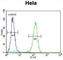 Cyclin C antibody, abx026149, Abbexa, Western Blot image 