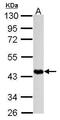 TNF Receptor Superfamily Member 11b antibody, PA5-34946, Invitrogen Antibodies, Western Blot image 