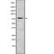 MYB Proto-Oncogene Like 2 antibody, abx216992, Abbexa, Western Blot image 