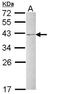 Heterogeneous Nuclear Ribonucleoprotein C (C1/C2) antibody, orb73960, Biorbyt, Western Blot image 