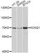 Potassium Voltage-Gated Channel Subfamily Q Member 1 antibody, MBS126637, MyBioSource, Western Blot image 