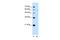 Phosphatidylinositol Glycan Anchor Biosynthesis Class V antibody, PA5-43022, Invitrogen Antibodies, Western Blot image 