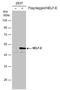 Negative Elongation Factor Complex Member E antibody, MA5-27792, Invitrogen Antibodies, Western Blot image 