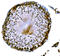 DNA Meiotic Recombinase 1 antibody, A02978-3, Boster Biological Technology, Immunohistochemistry paraffin image 