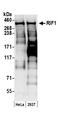 Replication Timing Regulatory Factor 1 antibody, A300-568A, Bethyl Labs, Western Blot image 