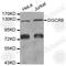 DGCR8 Microprocessor Complex Subunit antibody, A6019, ABclonal Technology, Western Blot image 