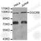 Microprocessor complex subunit DGCR8 antibody, A6019, ABclonal Technology, Western Blot image 