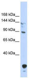 TUB Like Protein 4 antibody, TA345284, Origene, Western Blot image 