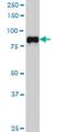 Sp1 Transcription Factor antibody, H00006667-M03, Novus Biologicals, Western Blot image 