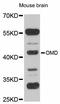 Osteomodulin antibody, abx126294, Abbexa, Western Blot image 