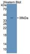 Tensin 1 antibody, LS-C374669, Lifespan Biosciences, Western Blot image 