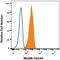 Melanoma Cell Adhesion Molecule antibody, MAB3250, R&D Systems, Western Blot image 