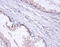 DnaJ Heat Shock Protein Family (Hsp40) Member B1 antibody, A51817-100, Epigentek, Immunohistochemistry paraffin image 