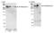 Spectrin Beta, Non-Erythrocytic 2 antibody, PA1-46007, Invitrogen Antibodies, Western Blot image 