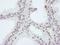 WD Repeat Domain 4 antibody, A301-554A, Bethyl Labs, Immunohistochemistry frozen image 