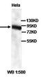 Cullin 1 antibody, orb77406, Biorbyt, Western Blot image 