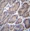 CTTNBP2 N-Terminal Like antibody, LS-C167151, Lifespan Biosciences, Immunohistochemistry frozen image 