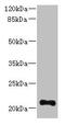 Tetratricopeptide Repeat Domain 9C antibody, CSB-PA836671LA01HU, Cusabio, Western Blot image 