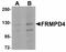 FERM And PDZ Domain Containing 4 antibody, LS-B4619, Lifespan Biosciences, Western Blot image 