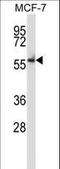 Nemo Like Kinase antibody, LS-C164504, Lifespan Biosciences, Western Blot image 