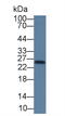 Thymidine kinase, cytosolic antibody, LS-C663731, Lifespan Biosciences, Western Blot image 
