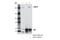 Cyclin Dependent Kinase 12 antibody, 11973S, Cell Signaling Technology, Immunoprecipitation image 