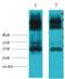 EF-hand domain-containing protein D1 antibody, A11920, Boster Biological Technology, Western Blot image 