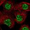 TAR (HIV-1) RNA Binding Protein 1 antibody, NBP1-86902, Novus Biologicals, Immunofluorescence image 