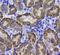 Olfactory Receptor Family 52 Subfamily K Member 1 antibody, orb378359, Biorbyt, Immunohistochemistry paraffin image 