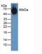 Elastin antibody, LS-C305319, Lifespan Biosciences, Western Blot image 