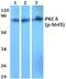 Protein Kinase C Delta antibody, A00822S645, Boster Biological Technology, Western Blot image 