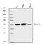 Serpin Family B Member 5 antibody, M03409, Boster Biological Technology, Western Blot image 