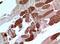 ATPase Sarcoplasmic/Endoplasmic Reticulum Ca2+ Transporting 2 antibody, A01176, Boster Biological Technology, Immunohistochemistry paraffin image 