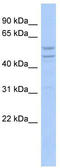 Translocase Of Inner Mitochondrial Membrane 44 antibody, TA340102, Origene, Western Blot image 